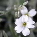 0.2014.5. Karpaten-Blumen