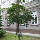 Memorial tree Acer platanoides Crimson Sentry at Queen Sophia Gymnasium in Sanok