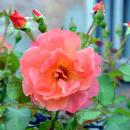 02014 Rosa cultivars K, Sanok