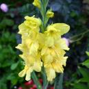 02014 Yellow Giant Gladiolus hybridus, Sanok
