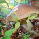Fungi - BOLETUS in nature (Skrad-Rogi) - panoramio